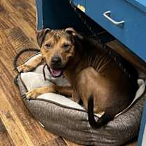 Thumbnail photo of Goofy #2