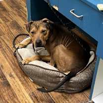 Thumbnail photo of Goofy #3