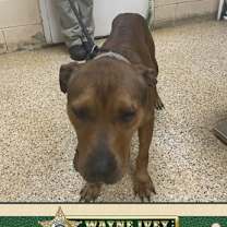 Thumbnail photo of Goofy #4