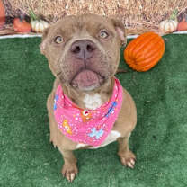 Thumbnail photo of Brittney #3