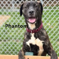 Thumbnail photo of Phantom  #2