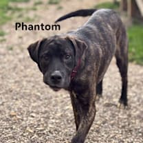 Thumbnail photo of Phantom  #3