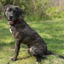 Thumbnail photo of Phantom  #4