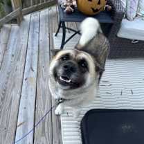 Thumbnail photo of Roxy #1