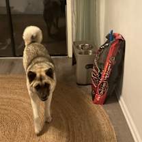 Thumbnail photo of Roxy #4