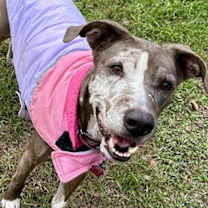 Thumbnail photo of Shadow #1