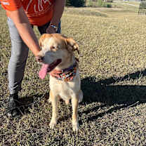 Thumbnail photo of Milo #3