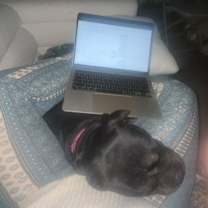 Thumbnail photo of Lark #2