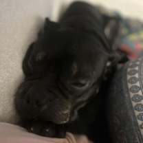 Thumbnail photo of Lark #3