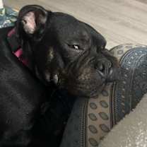 Thumbnail photo of Lark #4