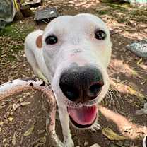 Thumbnail photo of Dr Caligari  #3