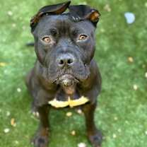 Thumbnail photo of Midnight #2