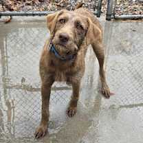 Thumbnail photo of Phoebe Buffay #2