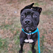 Thumbnail photo of Midnight #3