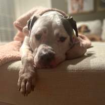 Thumbnail photo of Bama #4