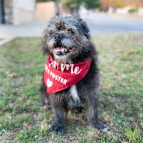 Thumbnail photo of Merlin  #1