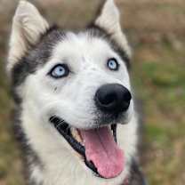 Thumbnail photo of Alaska (In Foster) #4