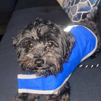 Thumbnail photo of Rhylo #1