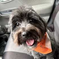 Thumbnail photo of Rhylo #2