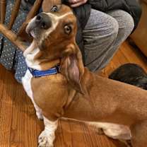 Thumbnail photo of Roscoe #3