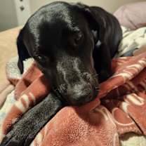 Thumbnail photo of Rosie #1