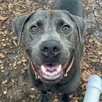 Thumbnail photo of PupPup #1