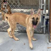 Thumbnail photo of Georgie #3