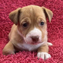 Thumbnail photo of Taffy Pup - Tuti Fruiti #2