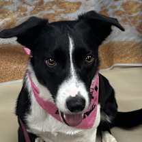 Thumbnail photo of Moxie #1