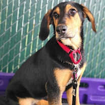 Thumbnail photo of Fawn #3