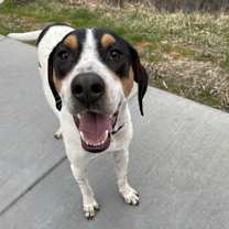 Thumbnail photo of Bluey #1