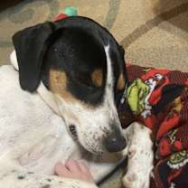 Thumbnail photo of Bluey #2