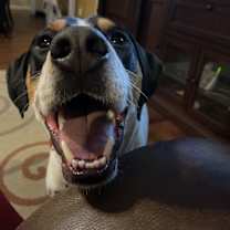 Thumbnail photo of Bluey #4