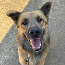 Thumbnail photo of Koda #1