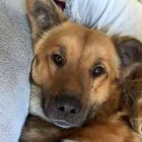 Thumbnail photo of Koda #2