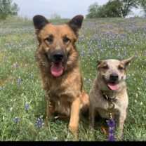 Thumbnail photo of Koda #3