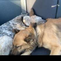 Thumbnail photo of Koda #4