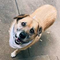 Thumbnail photo of Teddy #2