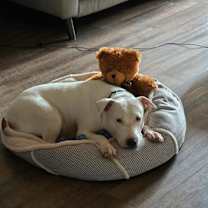 Thumbnail photo of Annie aka sweetie #4