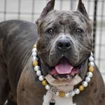 Thumbnail photo of Reyna #3