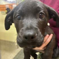 Thumbnail photo of Holly(Blue/black collar) #4