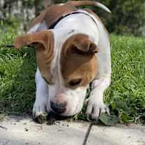 Thumbnail photo of Uncle Rico KF #1