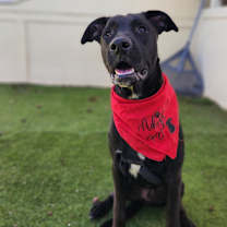 Thumbnail photo of Benjamin LK #1