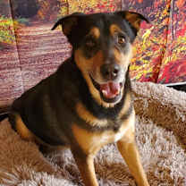 Thumbnail photo of Alfalfa JuM #4