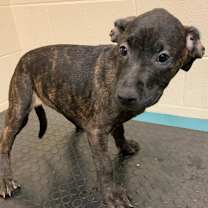 Thumbnail photo of MAZEL #1