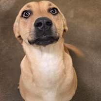 Thumbnail photo of Josie #2