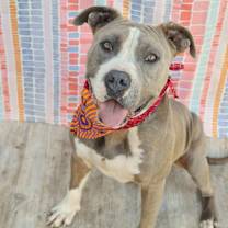 Thumbnail photo of Misfit #1