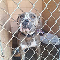 Thumbnail photo of Misfit #2