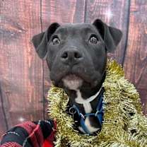 Thumbnail photo of Ankle "socks #1