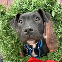 Thumbnail photo of Ankle "socks #2